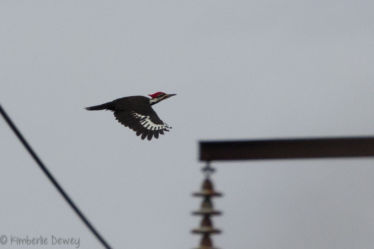 Pileated Woodpecker - Kimberlie Dewey