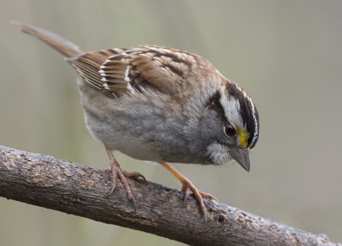 White-throated Sparrow - Peter Assmann