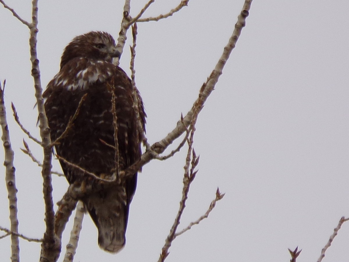 Red-tailed Hawk - ML134659081