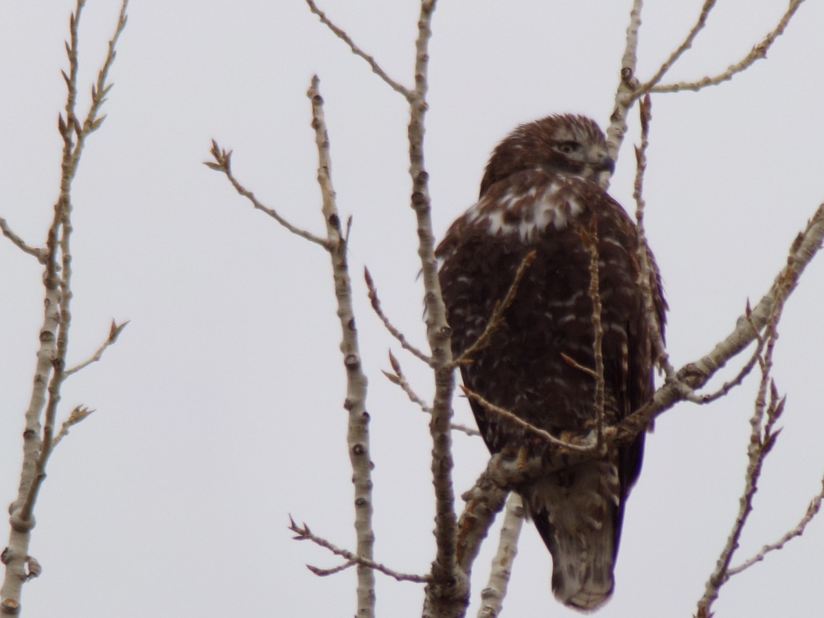 Red-tailed Hawk - ML134659191