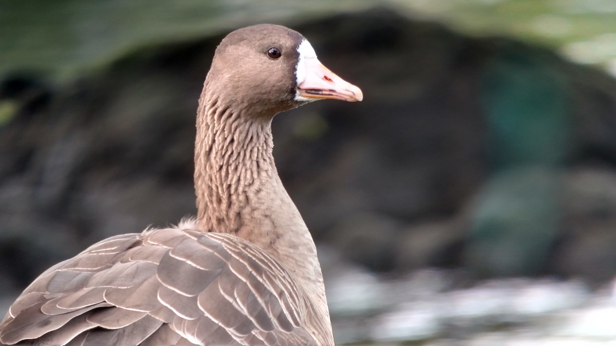 Greater White-fronted Goose - Lance Tanino
