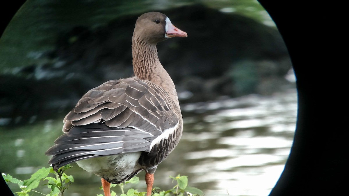 Greater White-fronted Goose - Lance Tanino