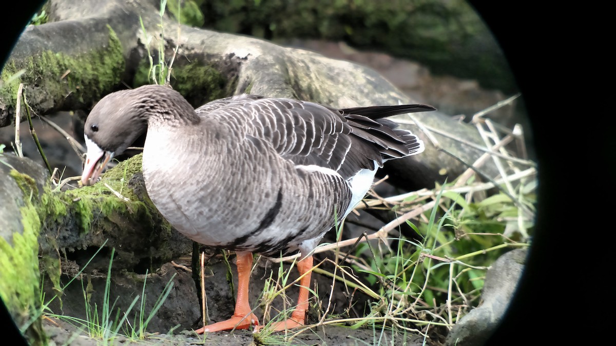 Greater White-fronted Goose - ML134661921