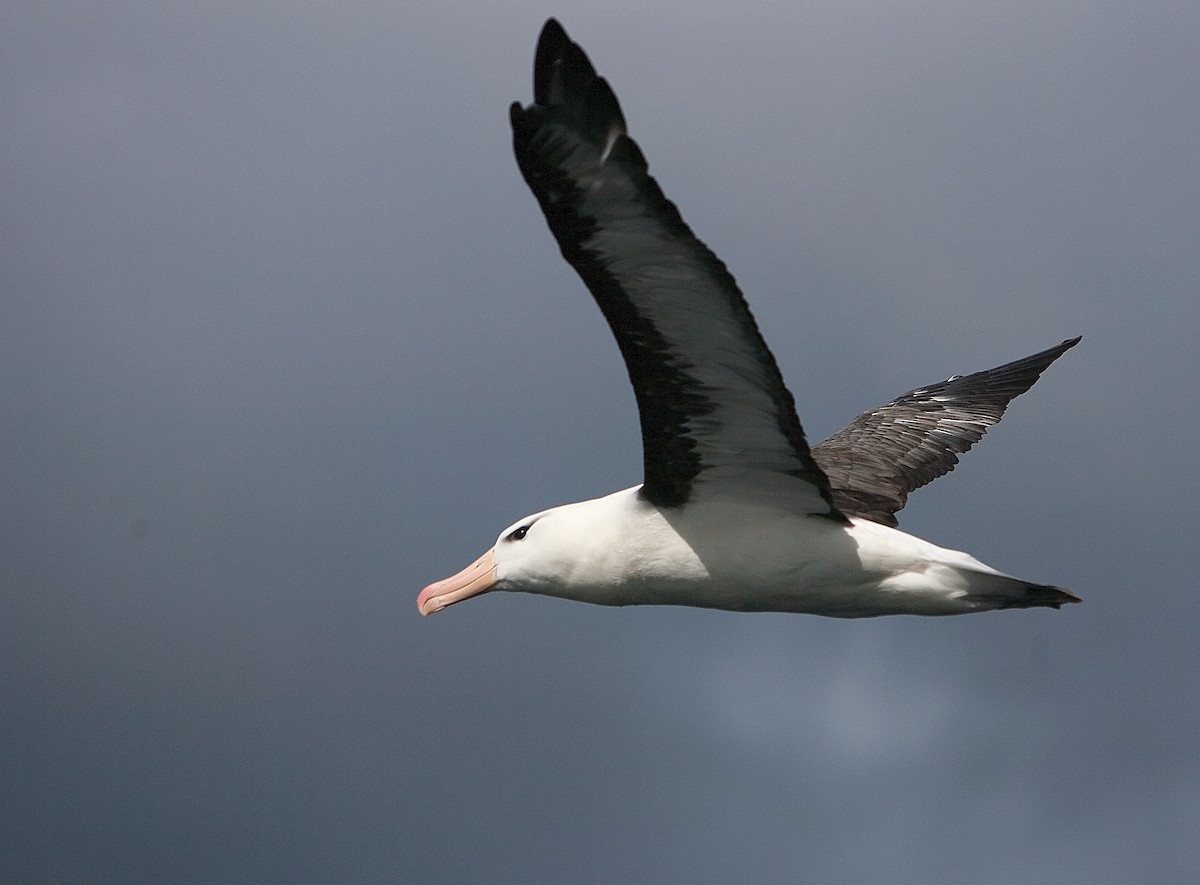 Albatros à sourcils noirs - ML134666871