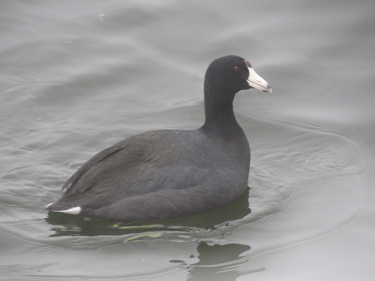 American Coot (Red-shielded) - Matthew Cozart