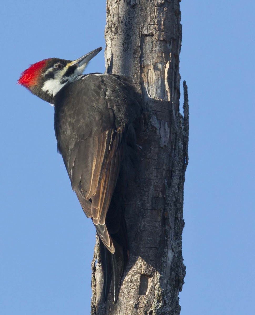 Pileated Woodpecker - ML134672241