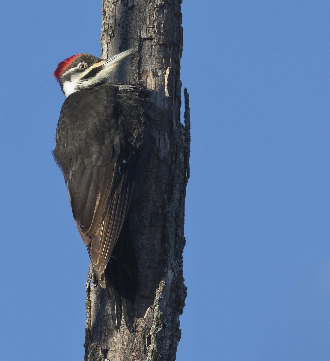 Pileated Woodpecker - ML134672251
