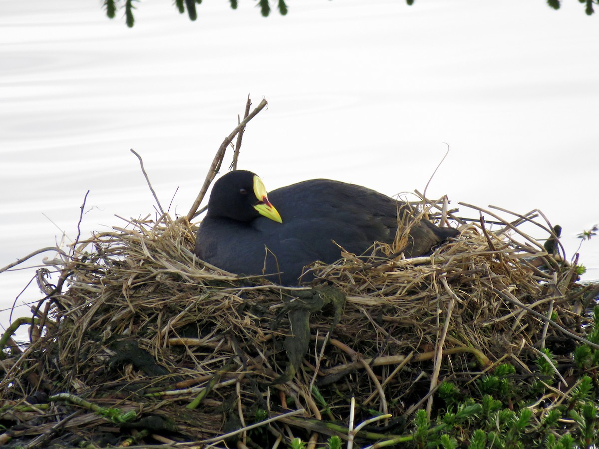 Red-gartered Coot - ML134673771