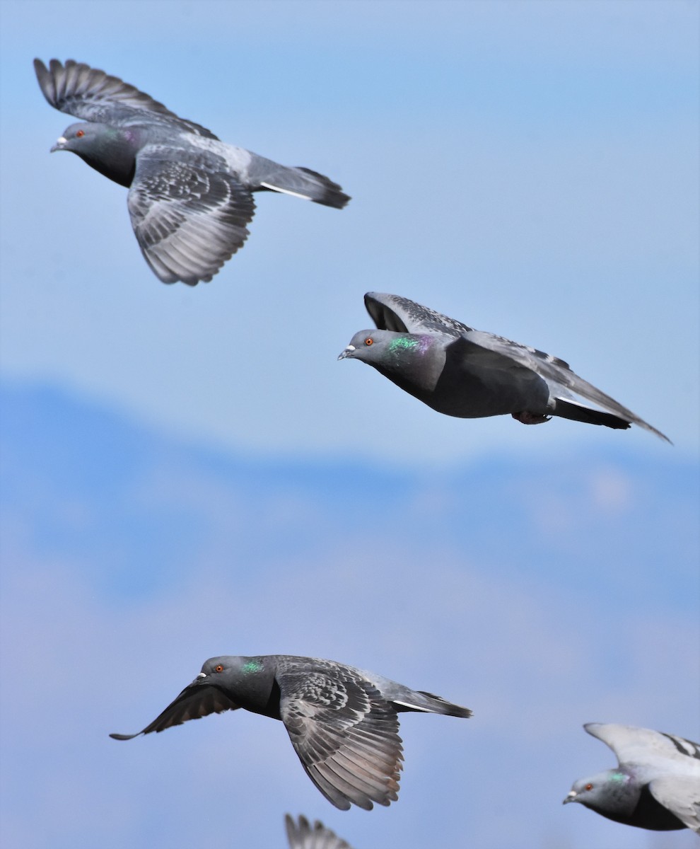 Rock Pigeon (Feral Pigeon) - Chris Rohrer