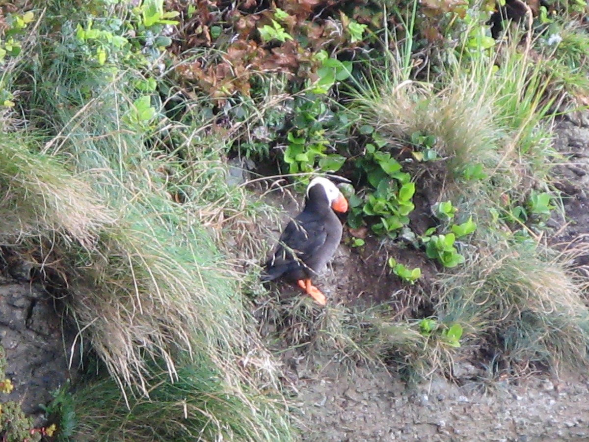 Tufted Puffin - ML134676421