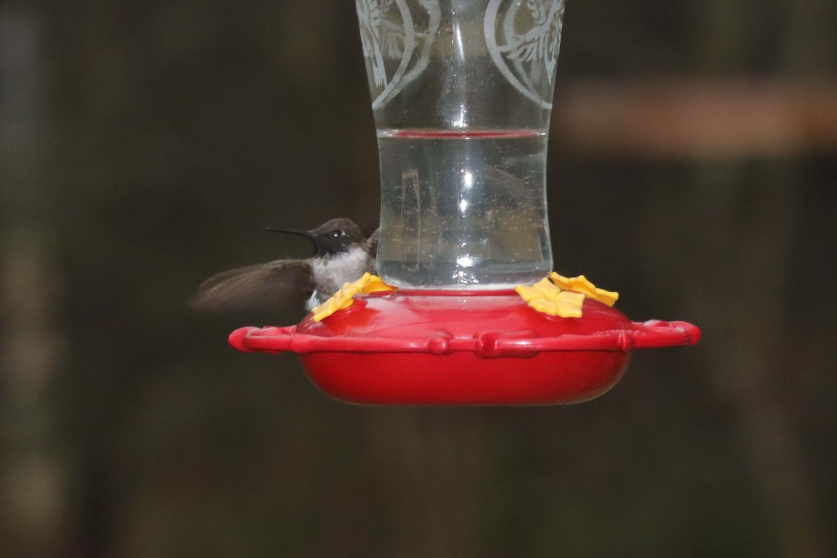 Black-chinned Hummingbird - ML134677981