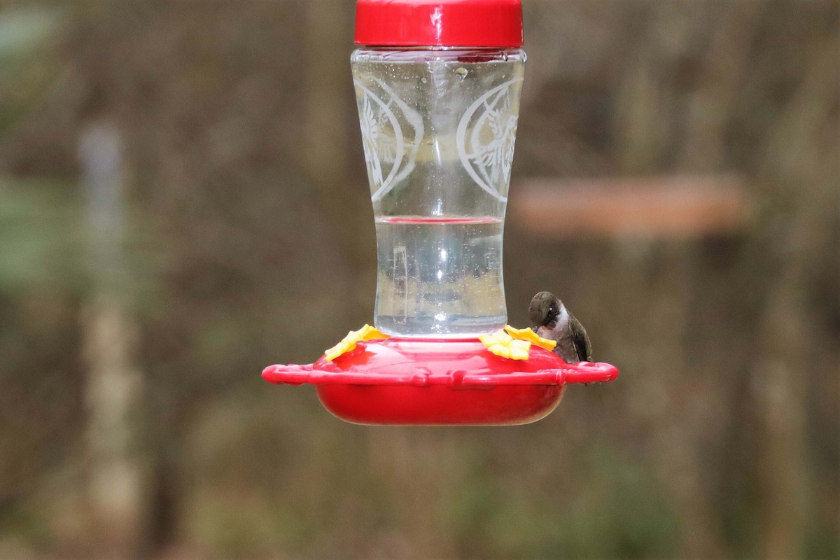 Black-chinned Hummingbird - ML134678001