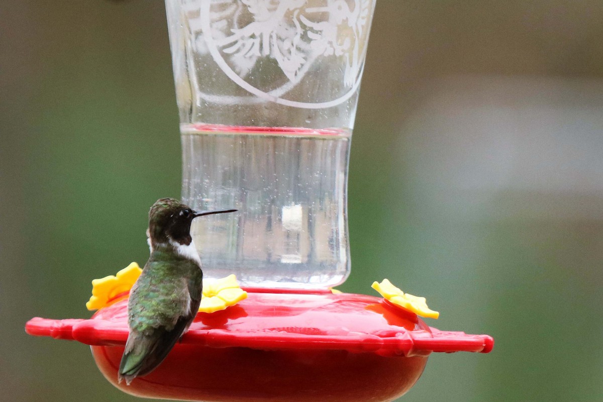 Black-chinned Hummingbird - ML134678011