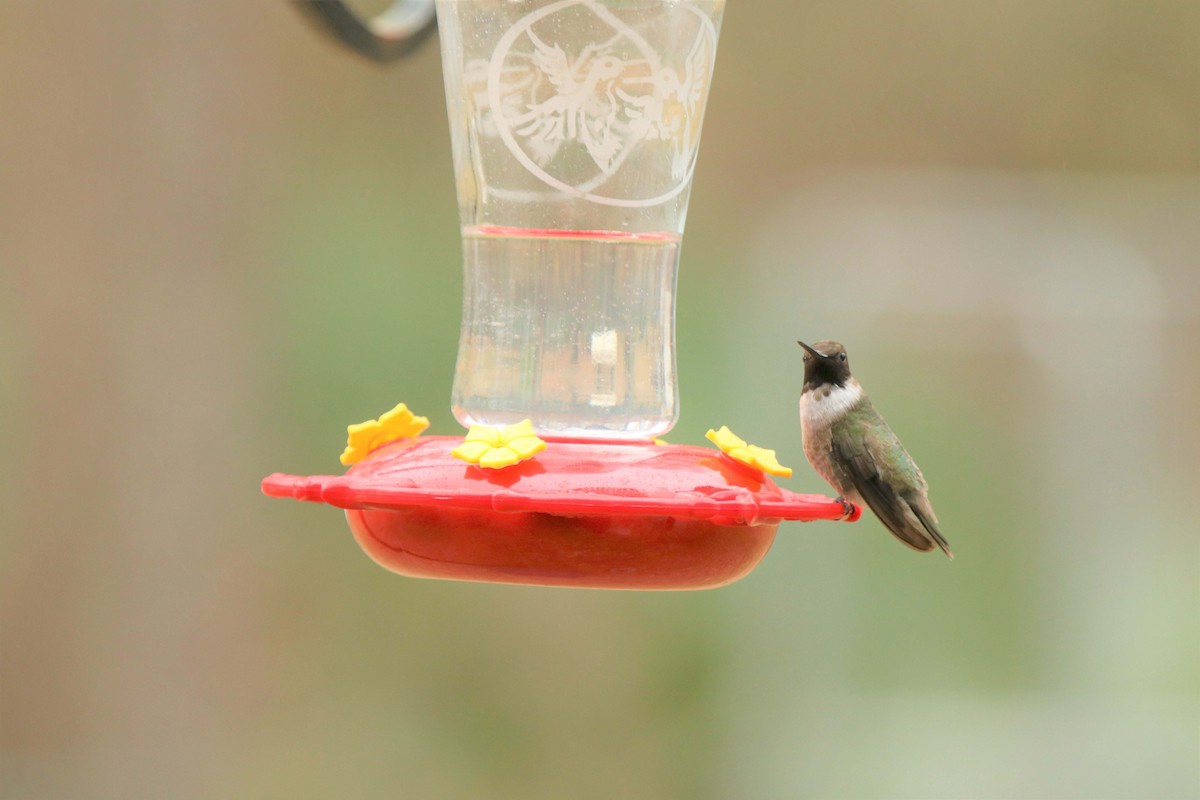 Black-chinned Hummingbird - ML134678041