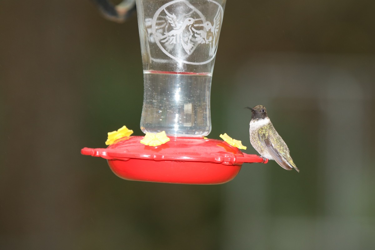 Black-chinned Hummingbird - Lisa Holmes