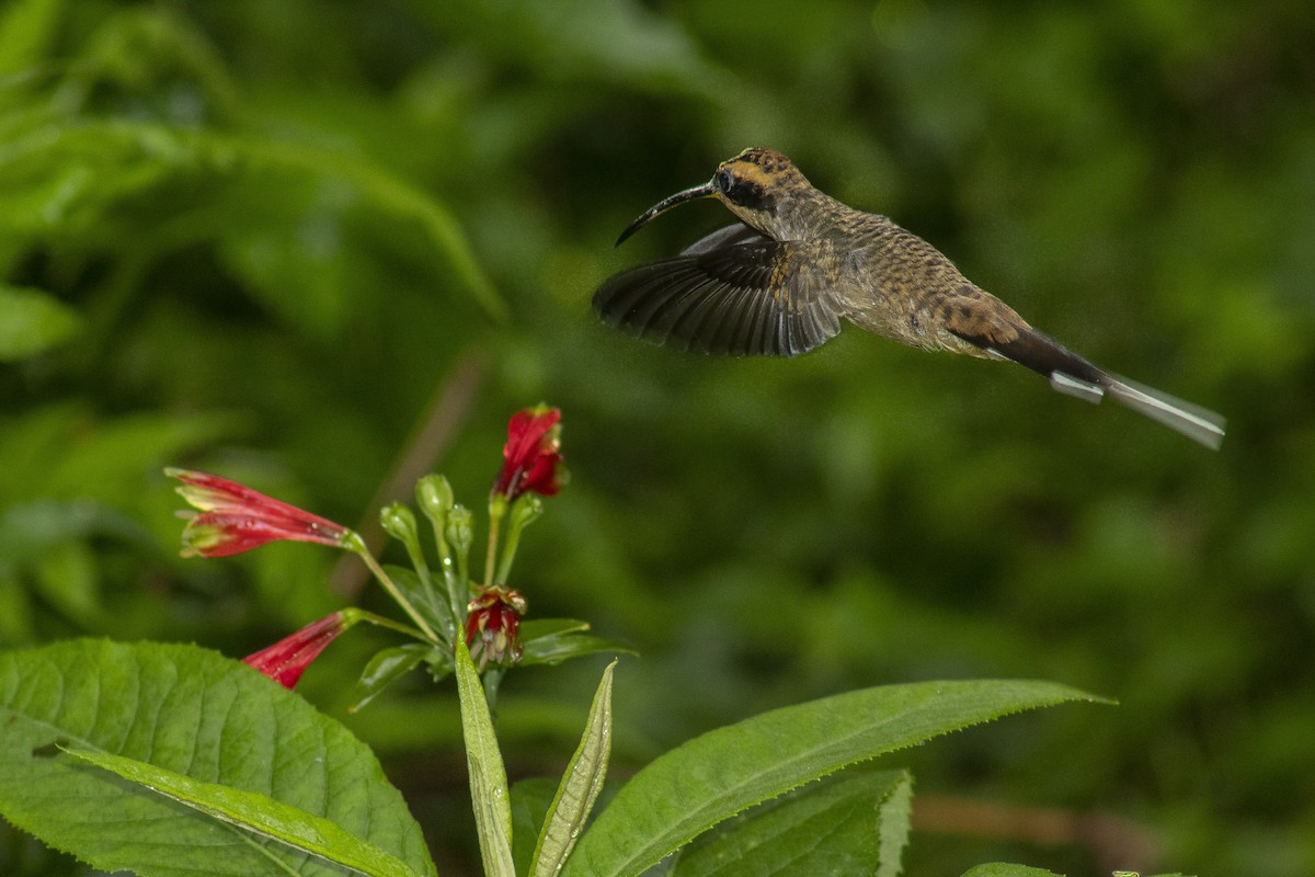 Scale-throated Hermit - ML134678471