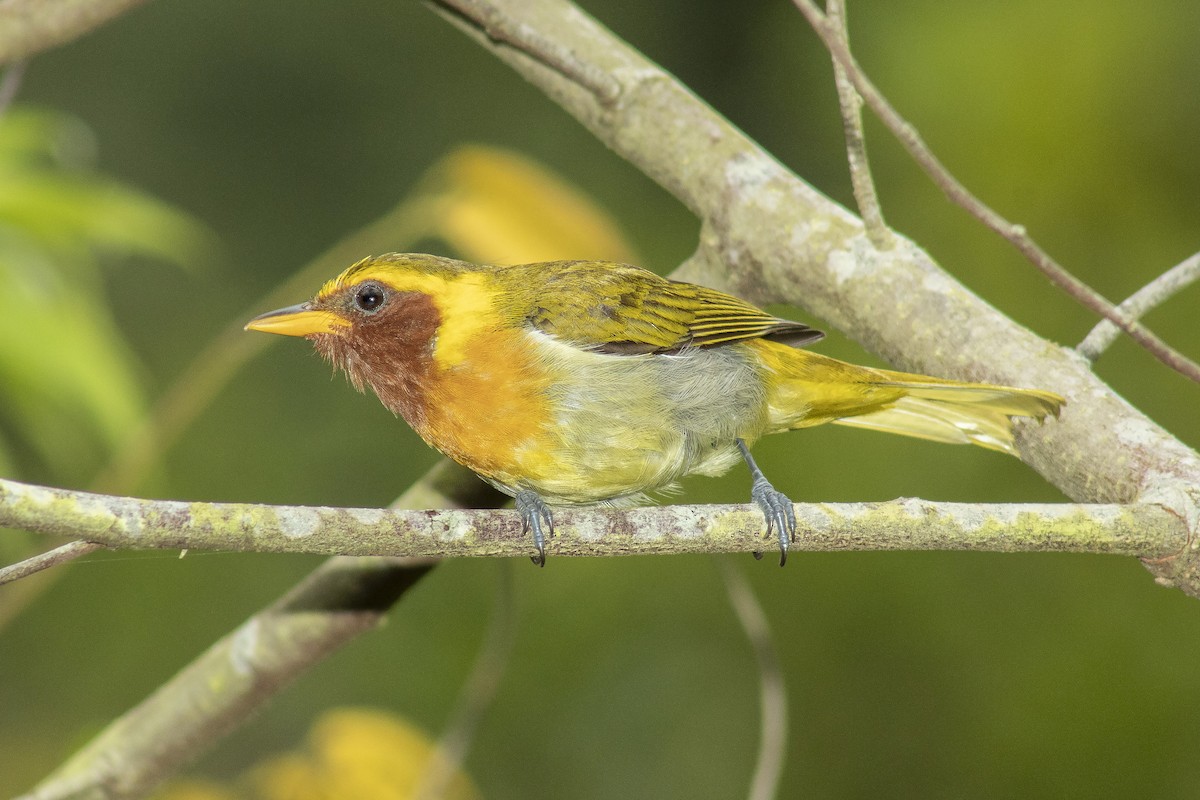 Rufous-headed Tanager - ML134678821
