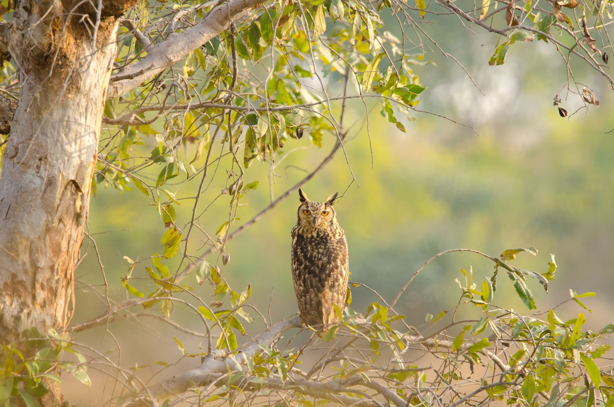 Rock Eagle-Owl - Ravi naidu