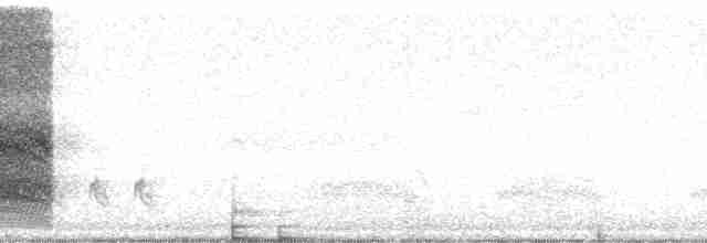 Steller Kargası [stelleri grubu] - ML13468