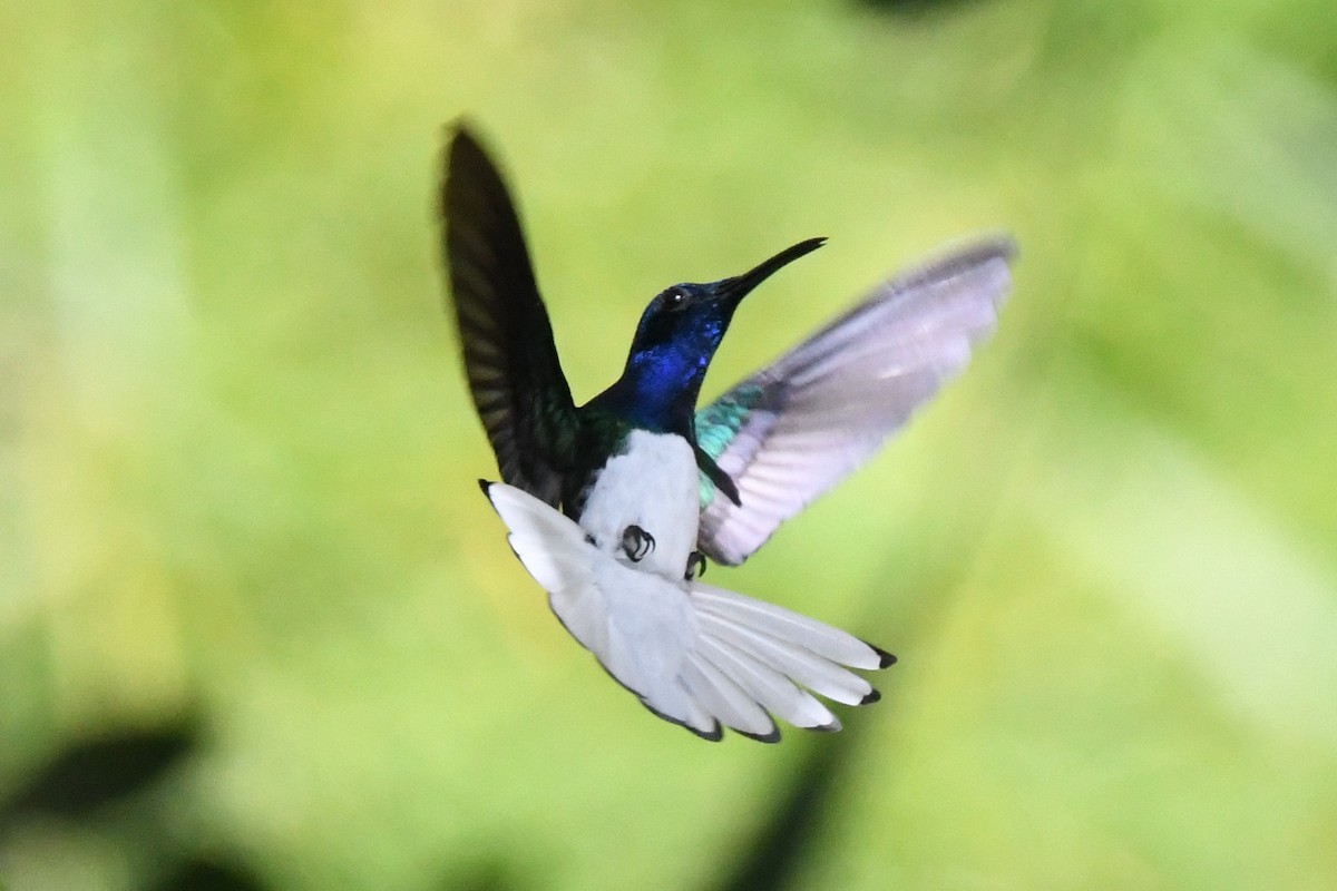 White-necked Jacobin - Cathryn Dippo