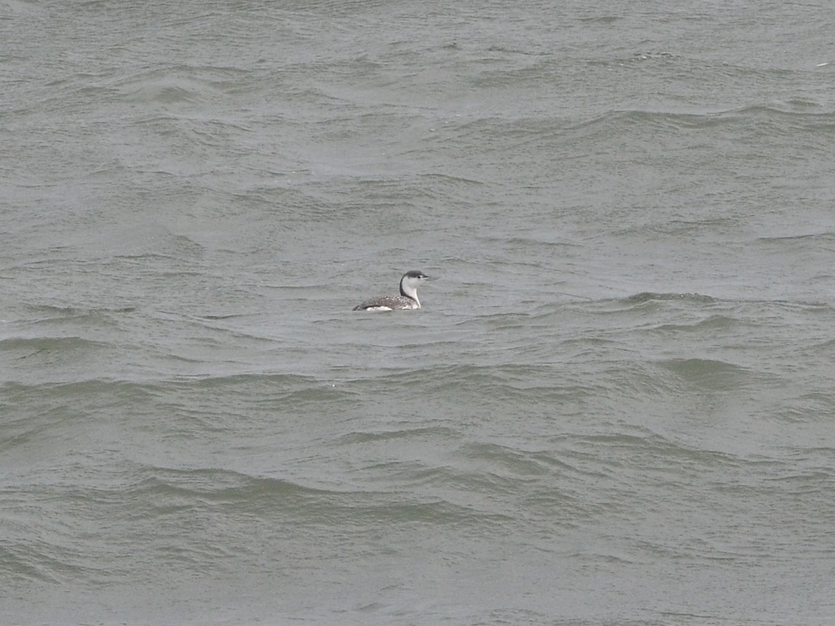 Red-throated Loon - ML134682101