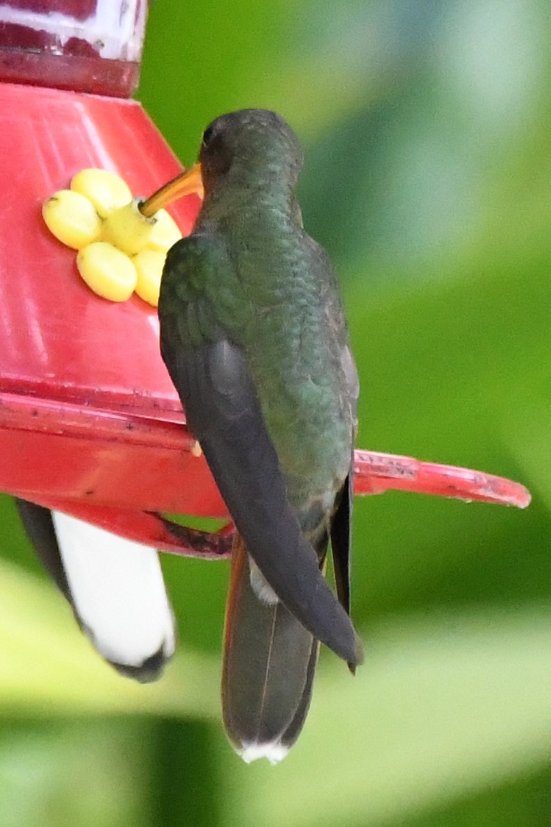 Rufous-breasted Hermit - ML134682191
