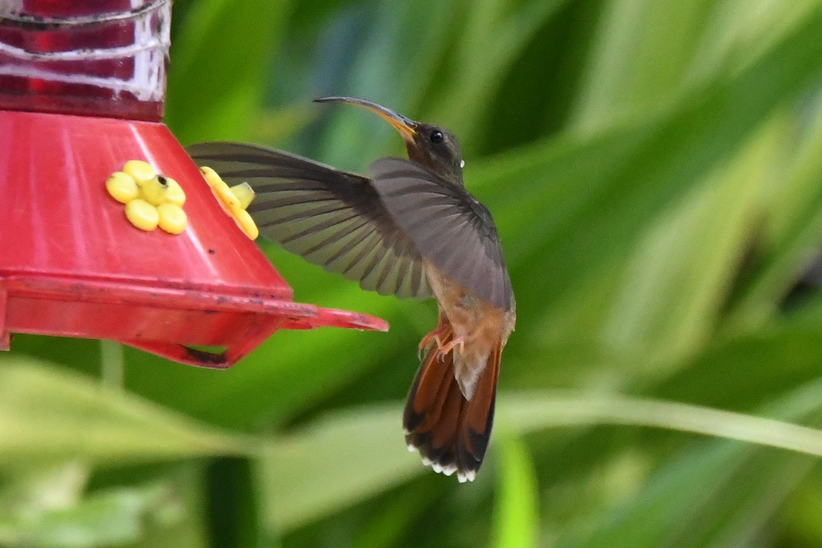 Rufous-breasted Hermit - Cathryn Dippo