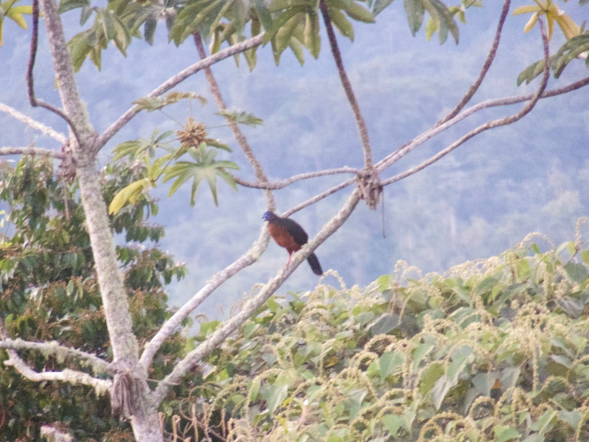 Sickle-winged Guan - ML134682721