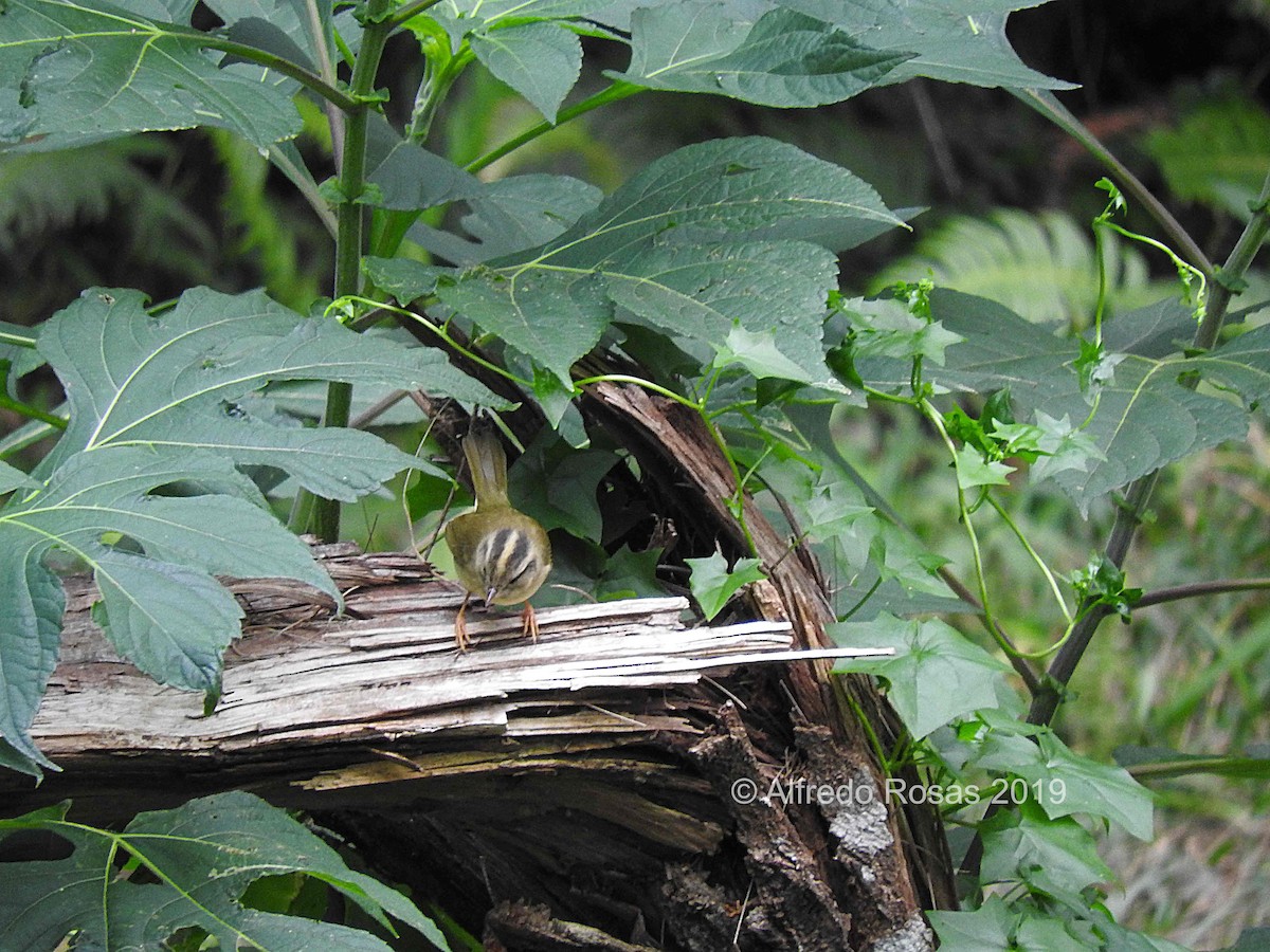 Three-striped Warbler - Alfredo Rosas