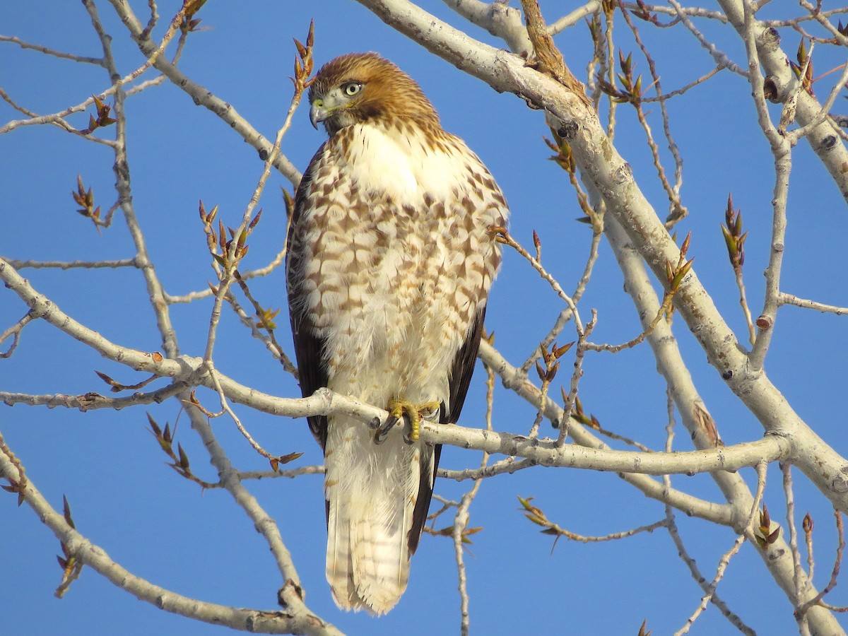 Red-tailed Hawk - ML134685761