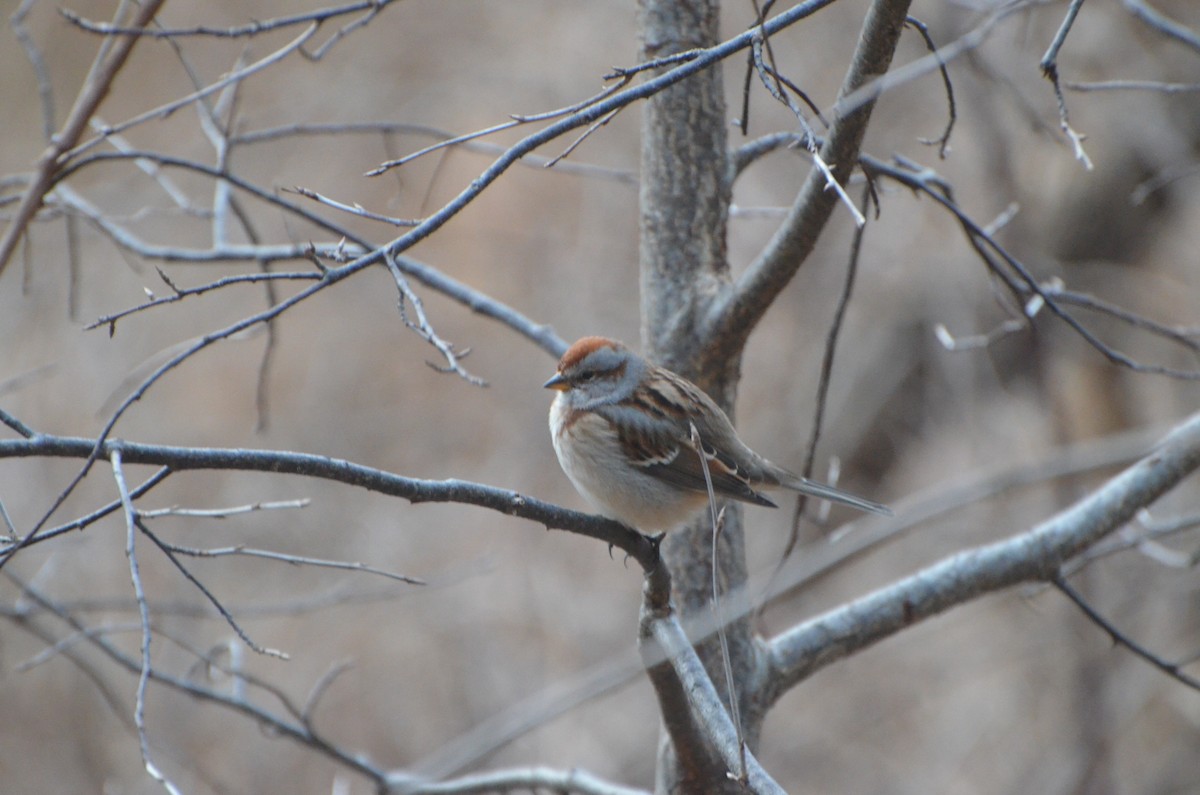 American Tree Sparrow - ML134686811