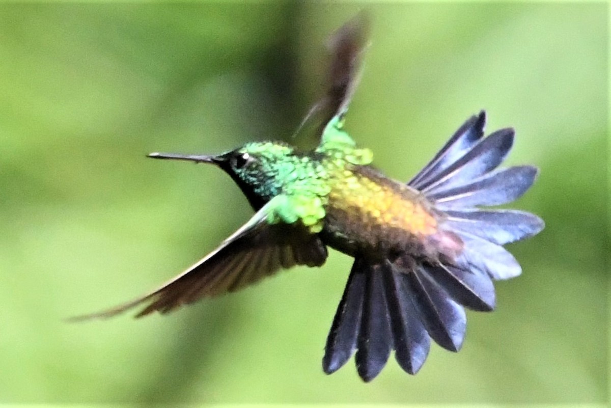 Copper-rumped Hummingbird - ML134688461