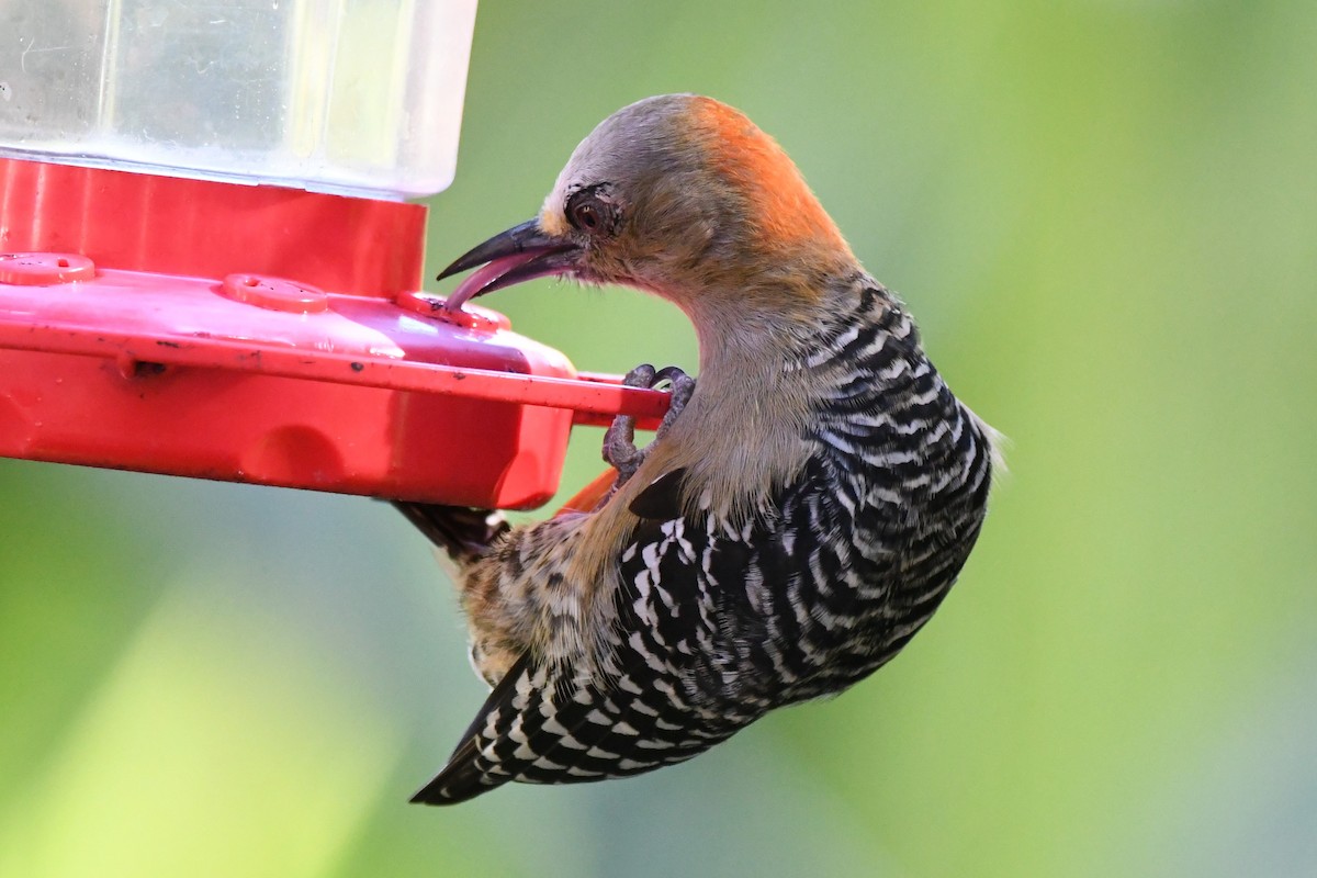 Red-crowned Woodpecker - Cathryn Dippo