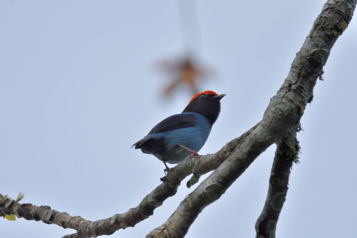 Swallow-tailed Manakin - Victor Hugo Michelini
