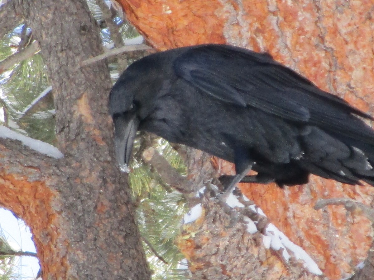 Common Raven - Felice  Lyons