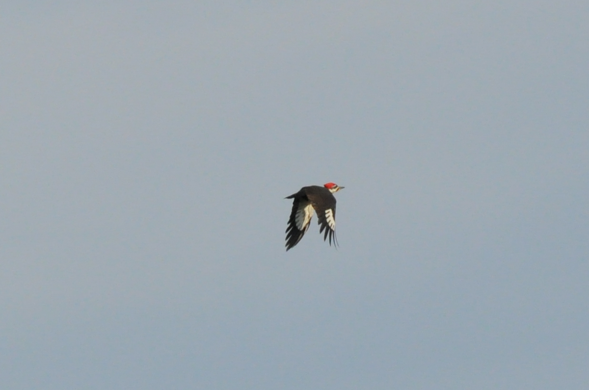 Pileated Woodpecker - ML134693581