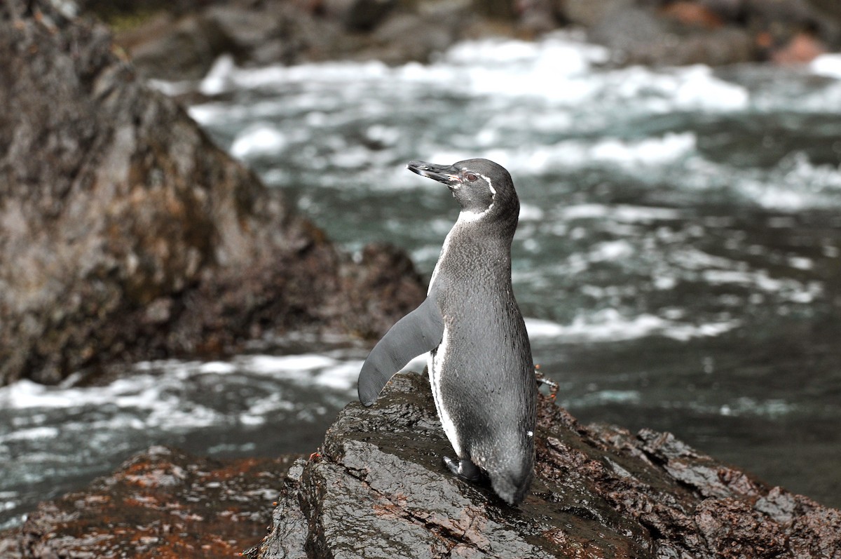 Galapagos Penguin - Perri Rothemich