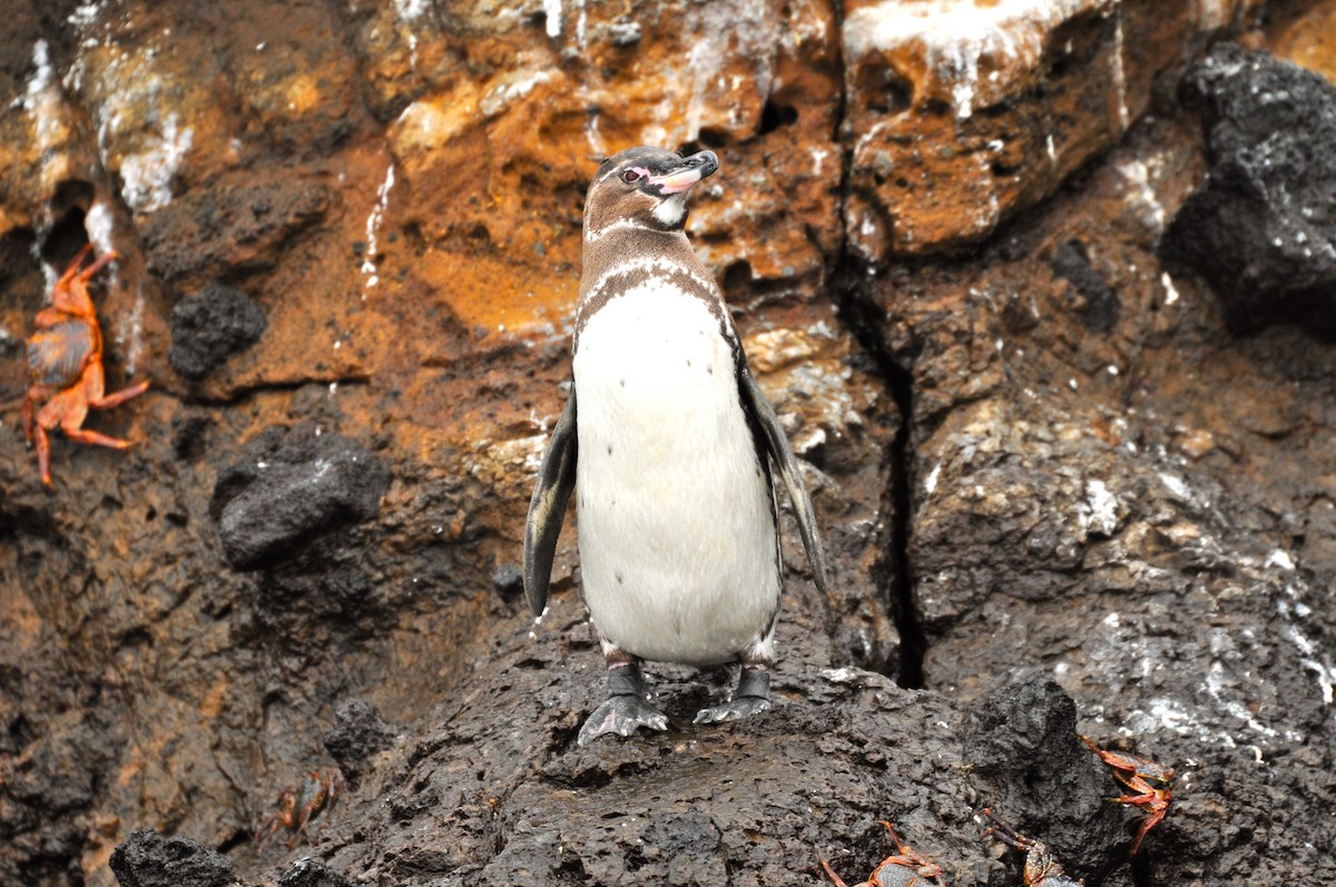 Galapagos Penguin - Perri Rothemich