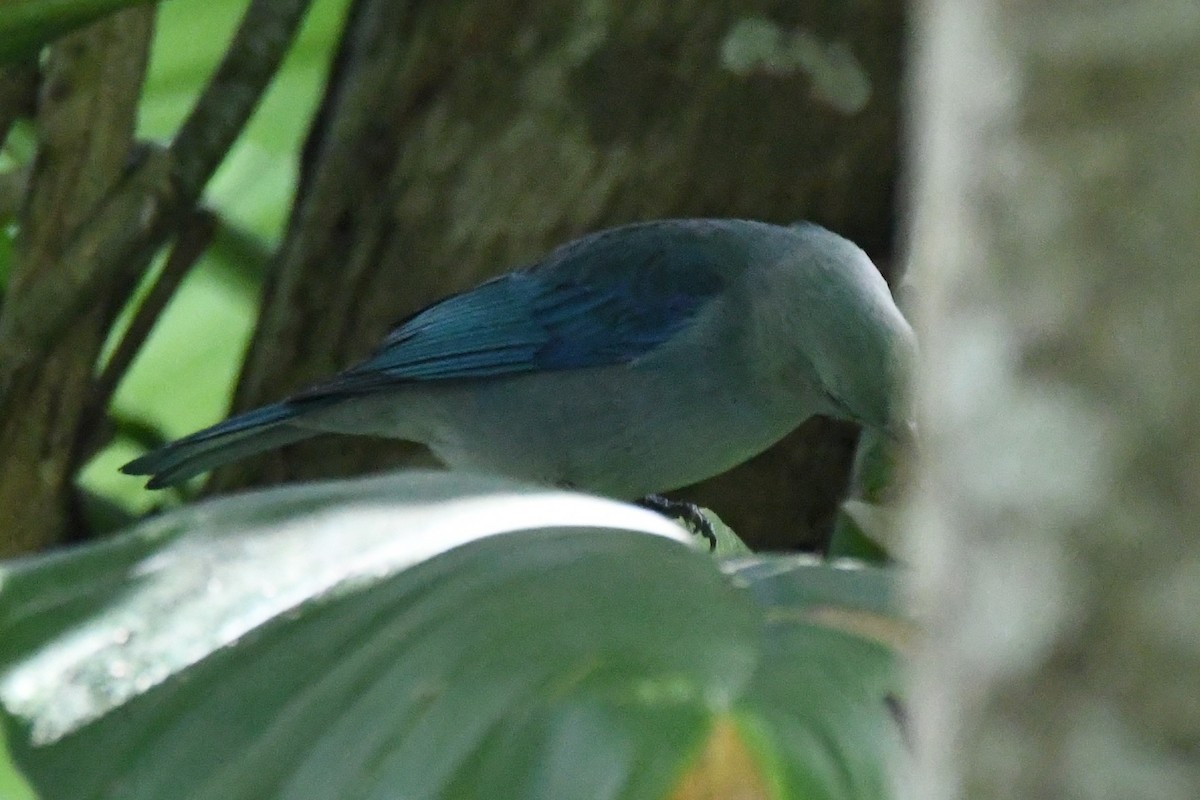 Blue-gray Tanager - Cathryn Dippo