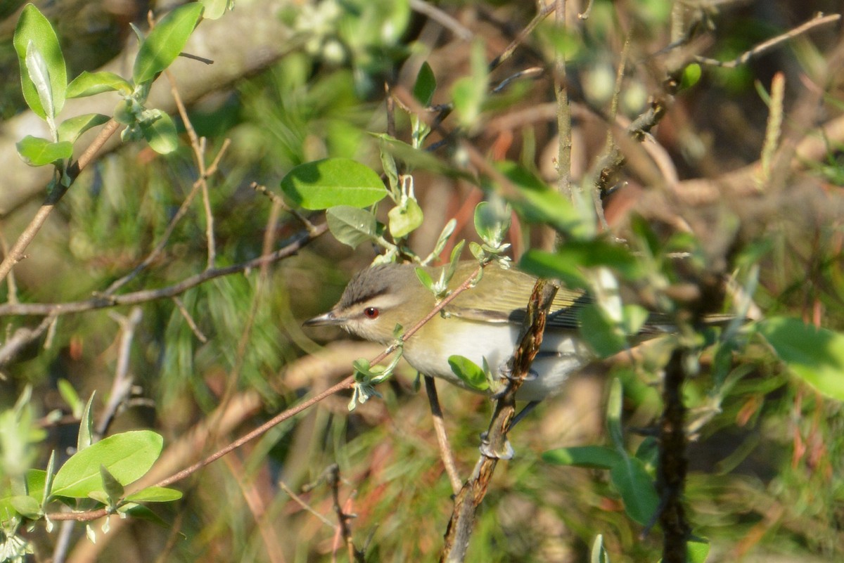 Red-eyed Vireo - Perri Rothemich