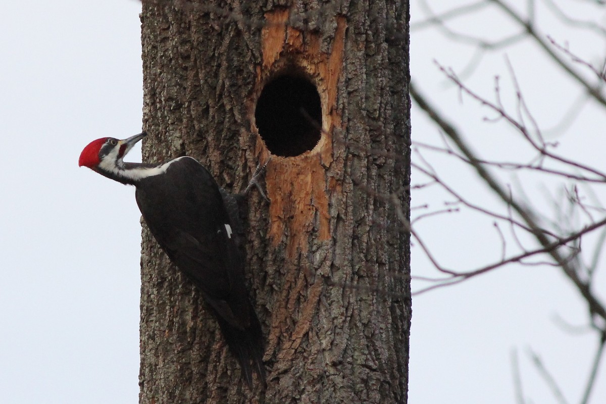 Pileated Woodpecker - ML134698191