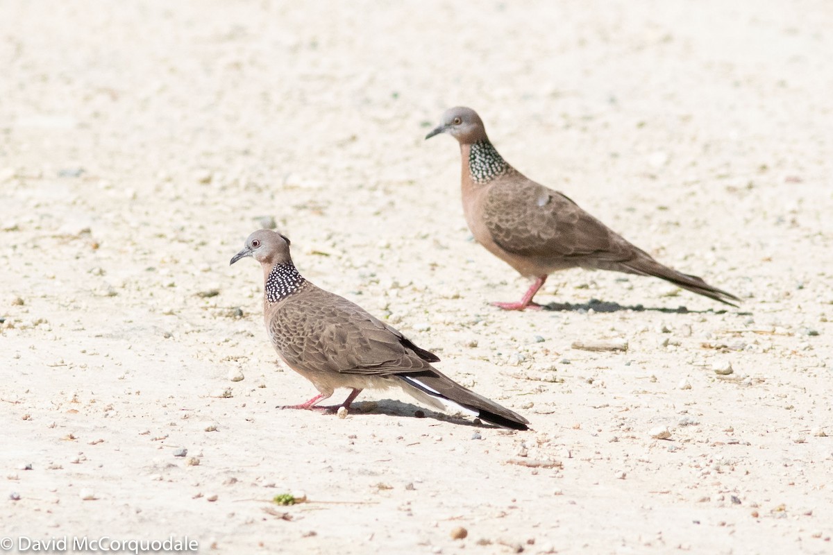Spotted Dove - ML134700511
