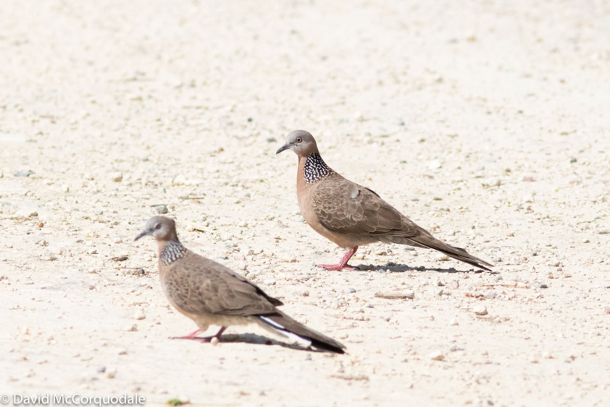 Spotted Dove - ML134700521