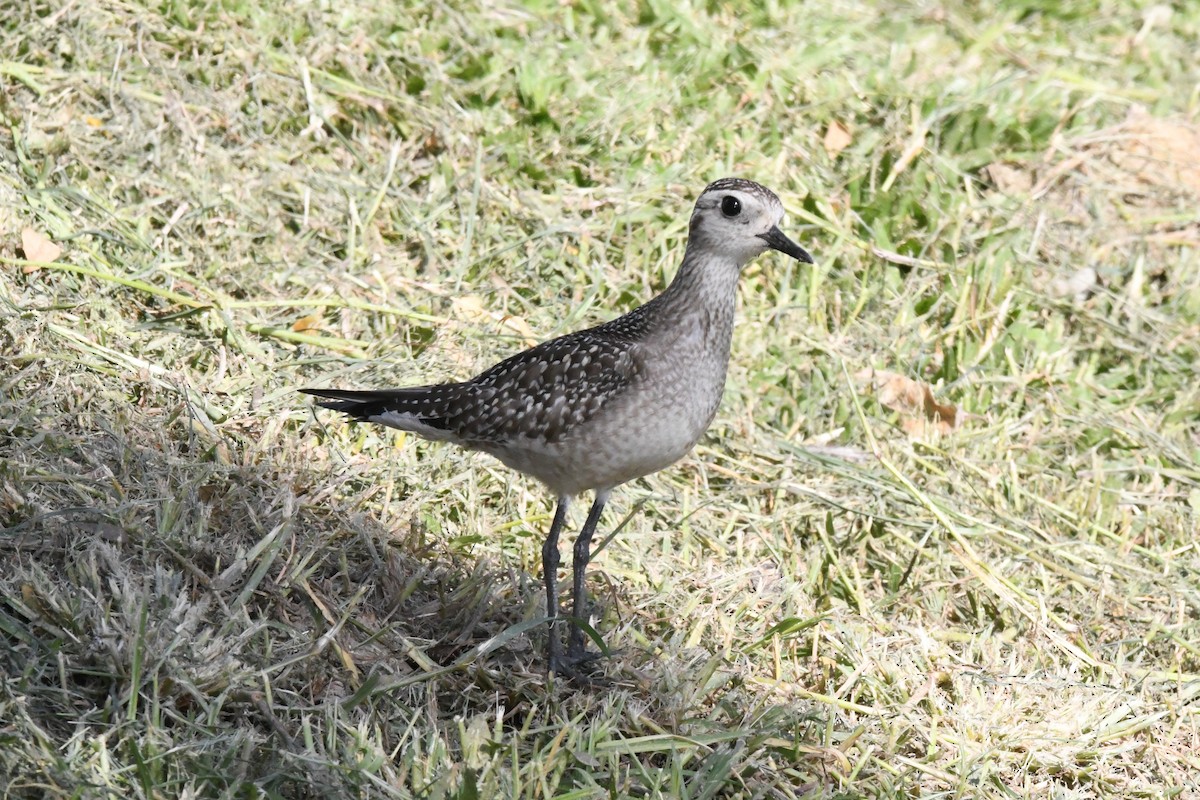 American Golden-Plover - Cathryn Dippo