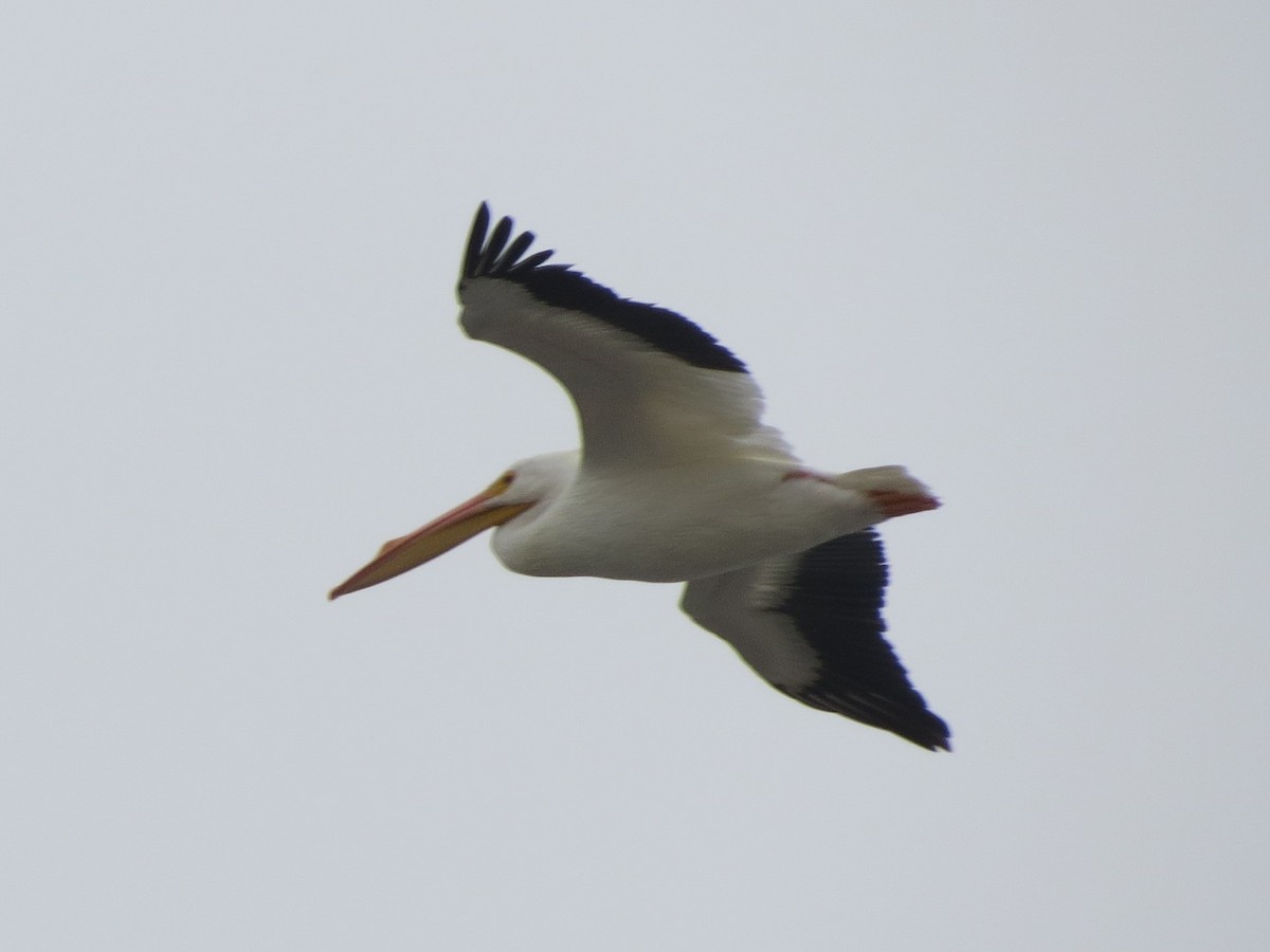 American White Pelican - ML134703301