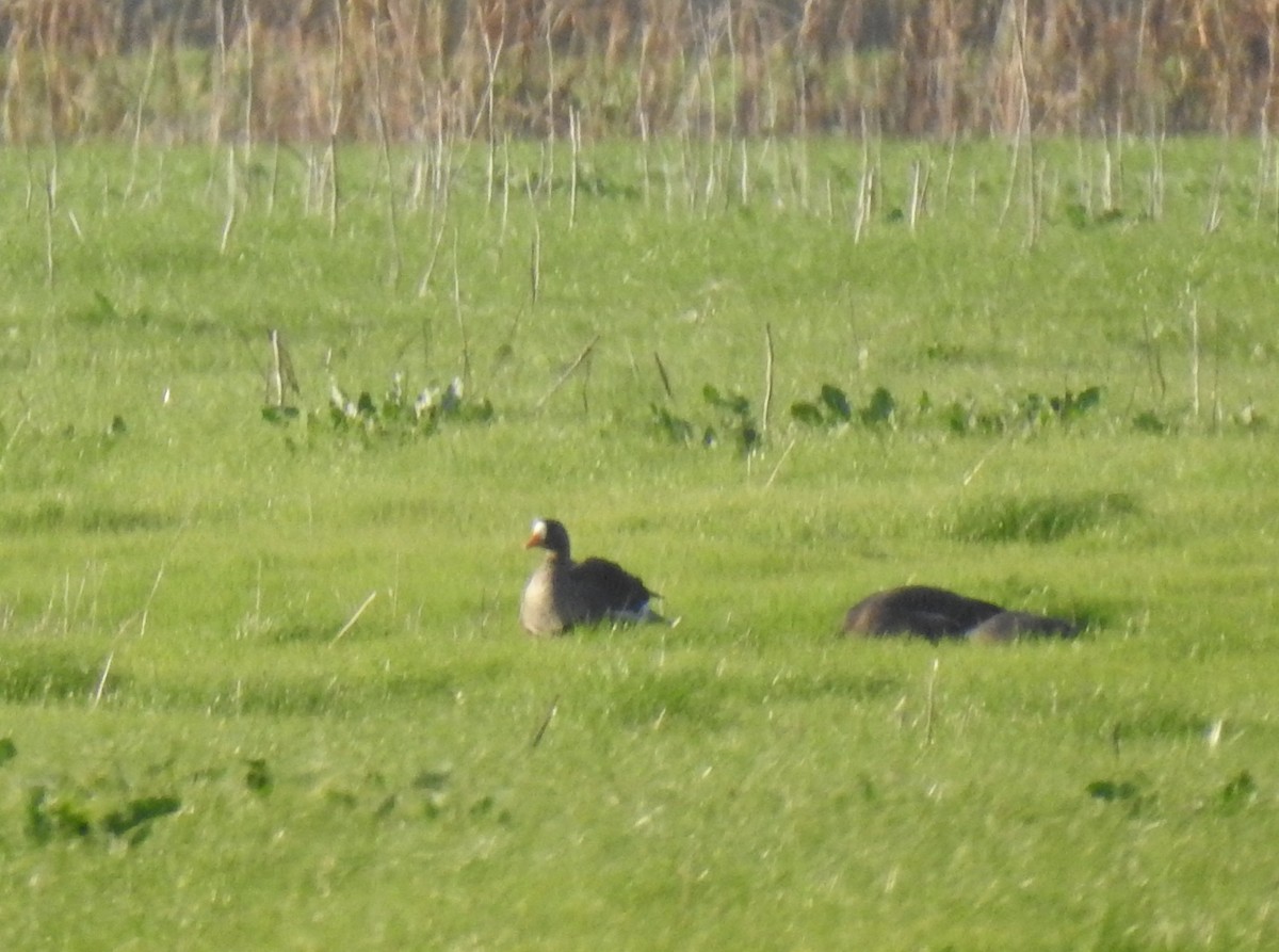 Greater White-fronted Goose - Harry Colestock