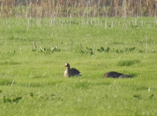 Greater White-fronted Goose, ML134707651