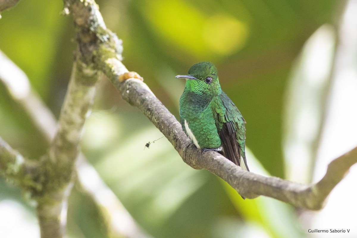 White-tailed Emerald - Guillermo  Saborío Vega