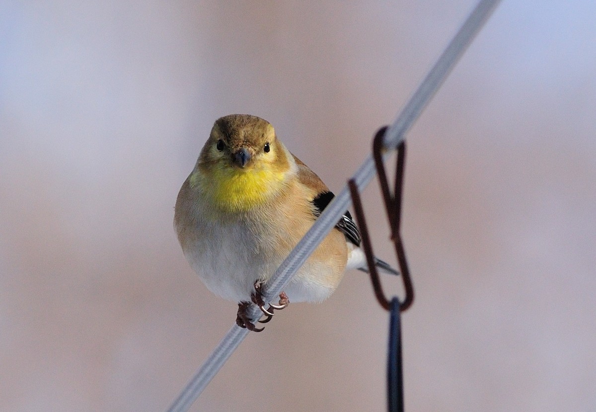 American Goldfinch - Alain Pagé