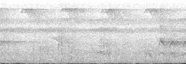 Rotzügelsittich (picta) - ML134710